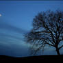 Moonlight