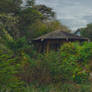 A Gazebo Peaks From The Ivy And Cypress