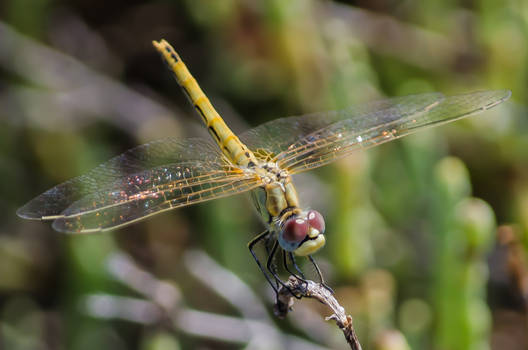 yellow clubtail dragonfly