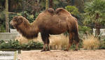 Camel by KarinSPhotography