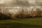 Grassandtreesbackground by KarinSPhotography