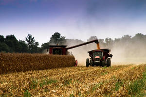 Harvesting Corn