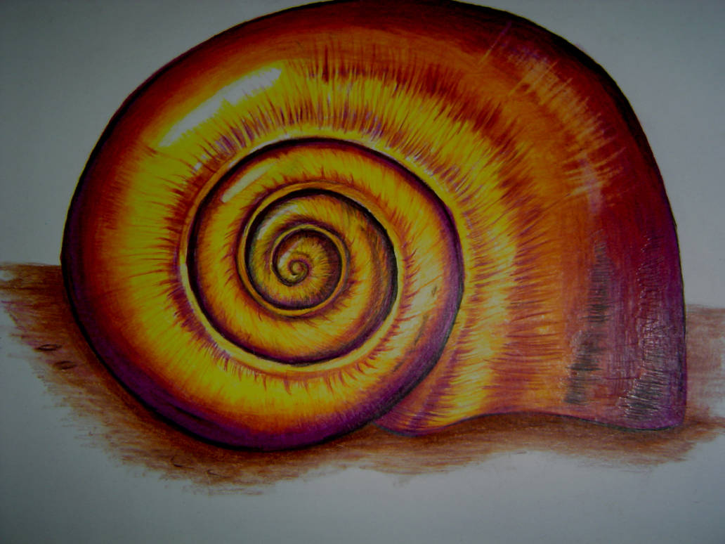 Shell Study by A-Rembrandt-of-grief on DeviantArt