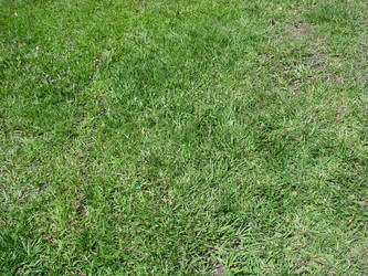 Texture 29 Lawn