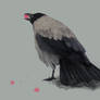 Jackdaw