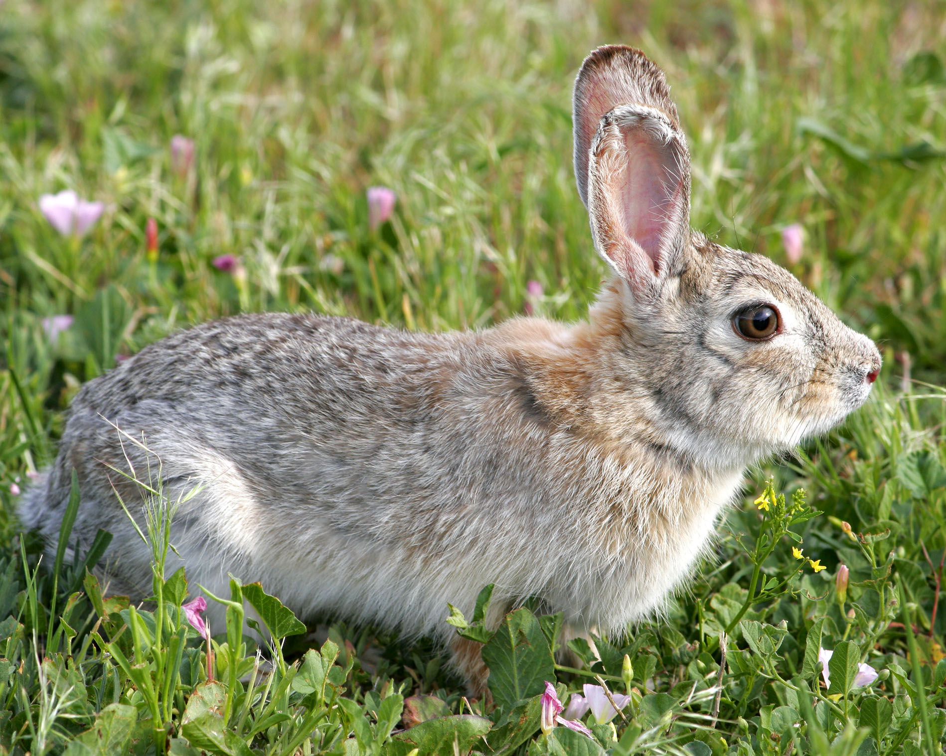 Hi-Res Cottontail