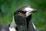 Butcherbird Glare by Ironpaw