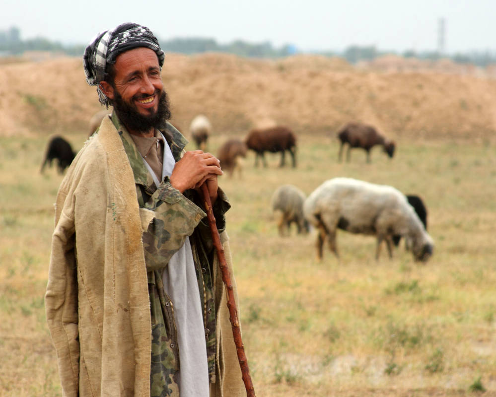Afghan Shepherd