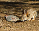 Bun Sniffs Gambels Quail by Ironpaw