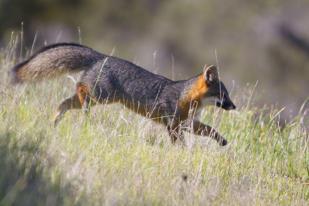 Santa Cruz Island Fox Leap