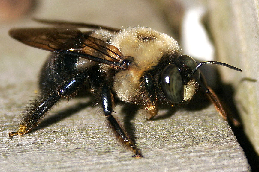 Male Carpenter Bee Stock