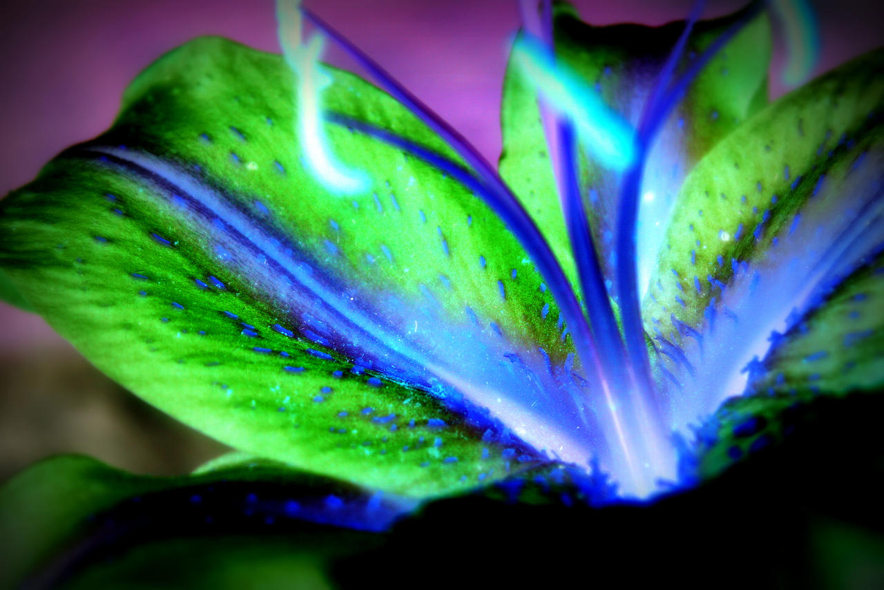 Inverted Rose Flower Inverted Flower by designerfied on DeviantArt