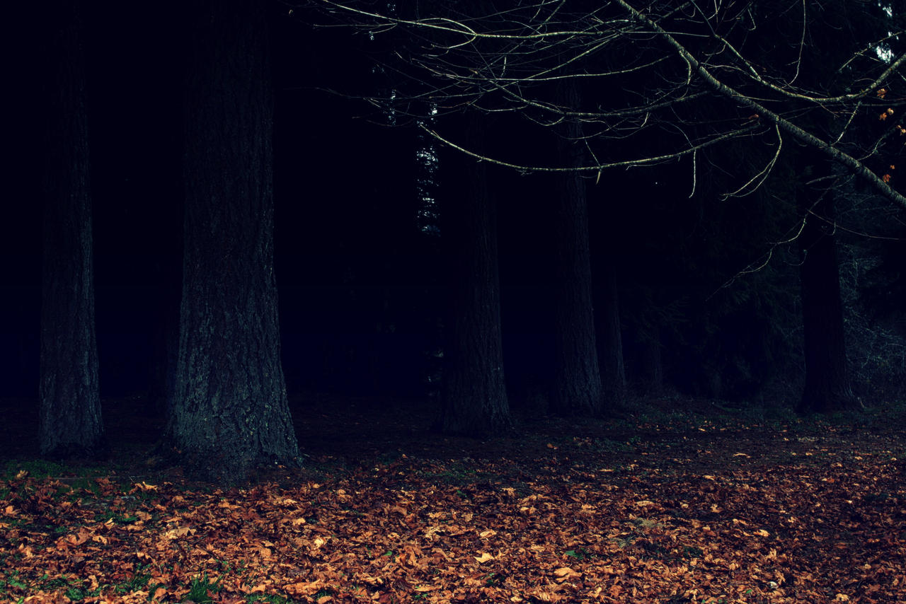 Dark Woods Wallpaper