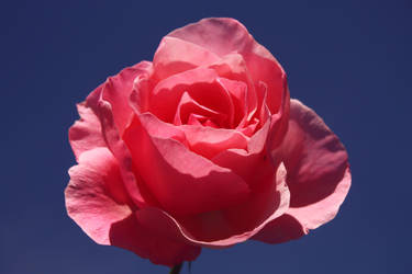 Pretty Pink Rose