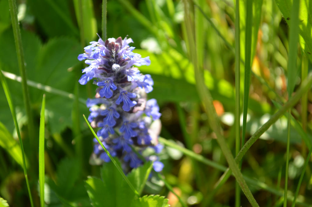 Lavender