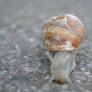 snail