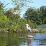 Great Blue Heron on The Ottawa River