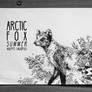 #132 Arctic Fox (Summer)