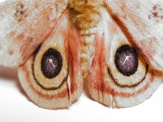 IO Moth