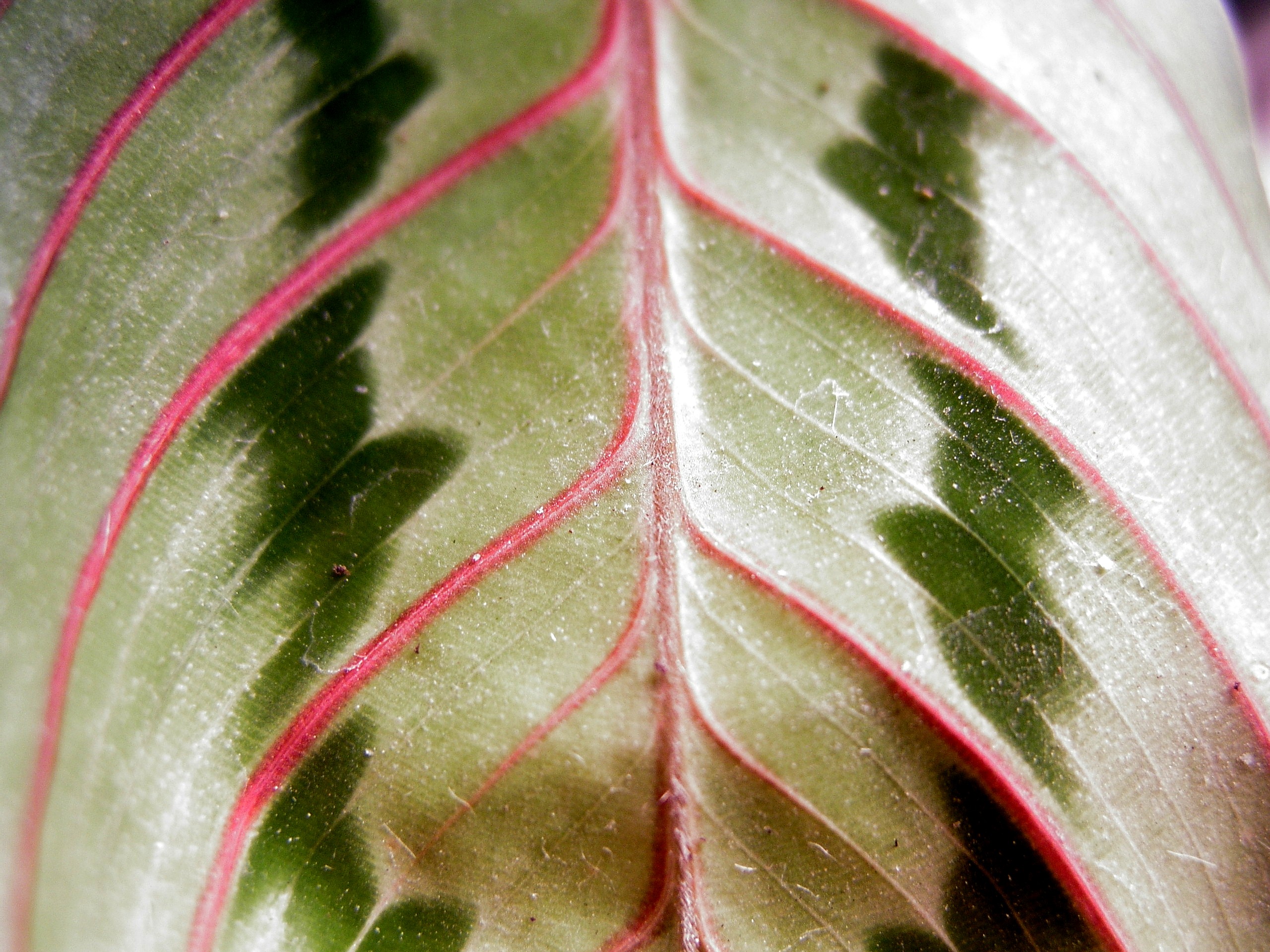 Leaf 1