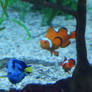 Nemo, Marlin and Dory