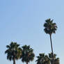 Clear Skies and Palm Trees