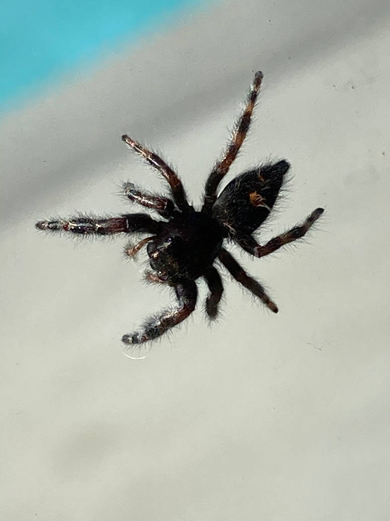 The Perfect Spider Pose by Polarsurfacewiz on DeviantArt