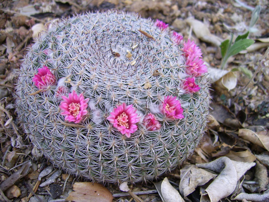 Cactus flowering II