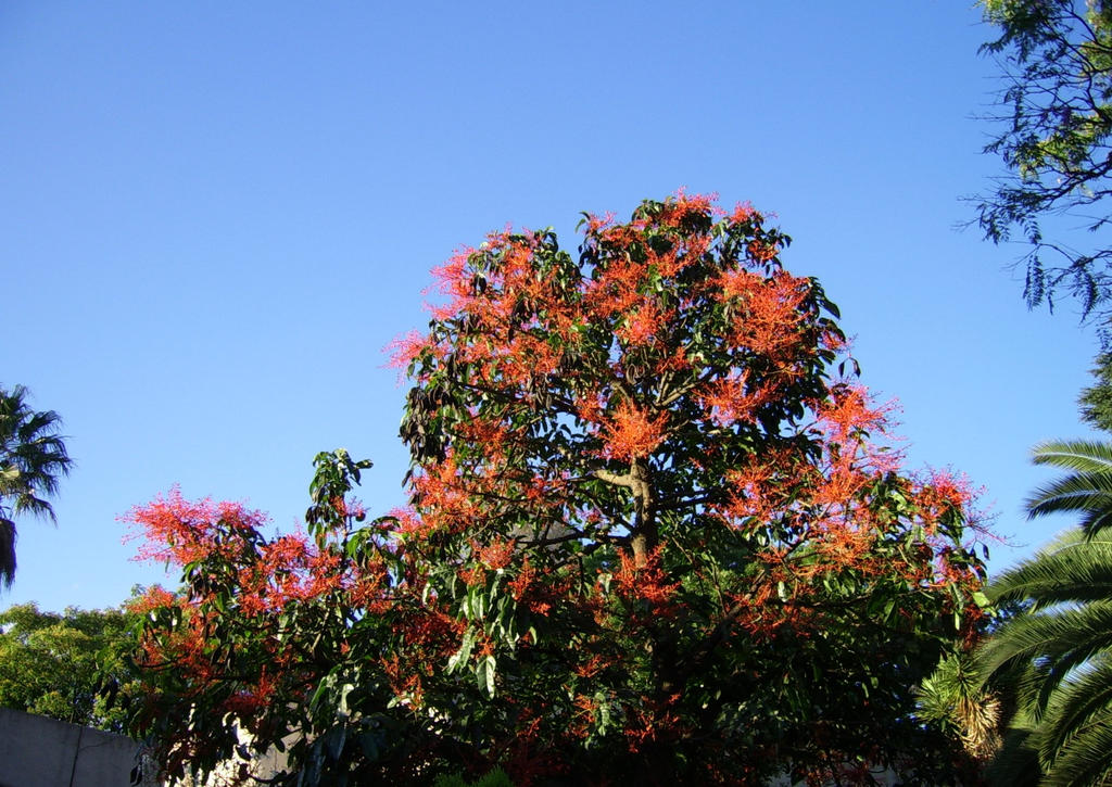 Pinterest Fire Tree Fire Tree by MagnoliaGrandiflora on DeviantArt