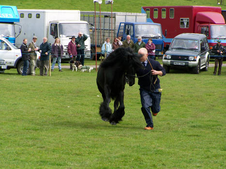 Fell Pony Stock 45