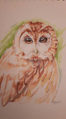 Tawny Owl Copics