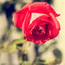 Rose, pt II.