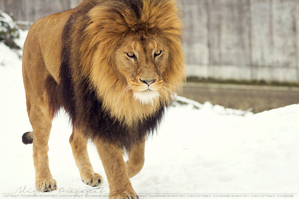 Majestic lion.