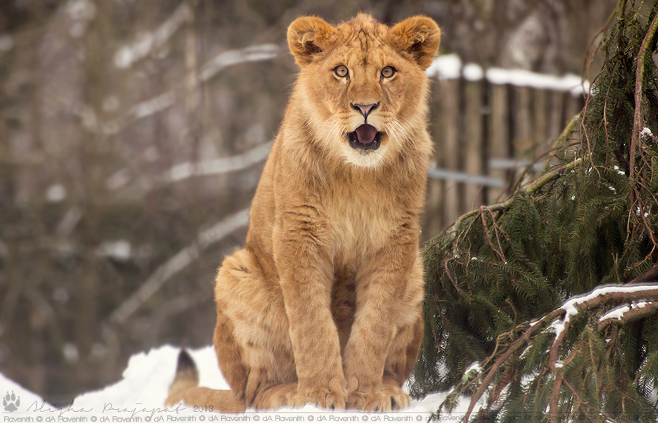 I need to yawn.