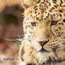 Leopard Portrait II.