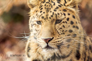 Leopard Portrait II.