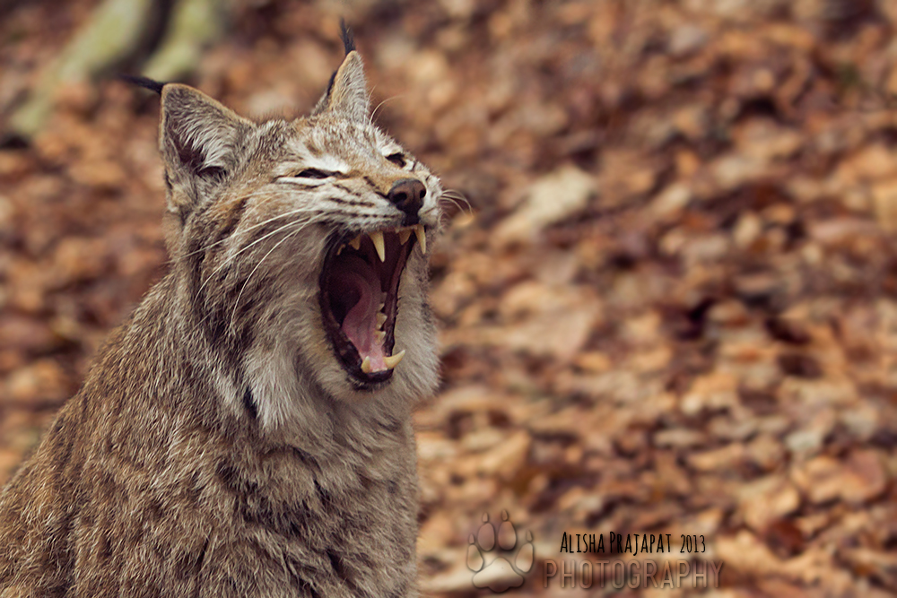 A big yawn.