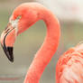 Flamingo Portrait III.