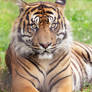 Portrait of a Sumatran tiger.