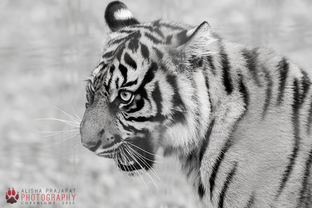 Sumatran tiger cub.