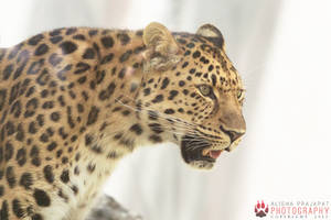 Amur leopard portrait.