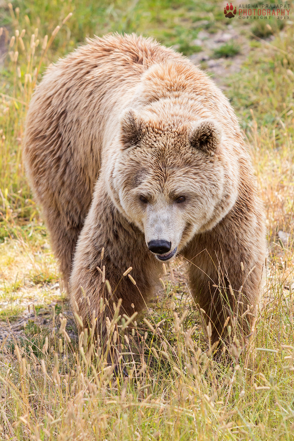 Portrait of a Brown Bear.