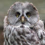 Portrait of a Great Grey Owl.