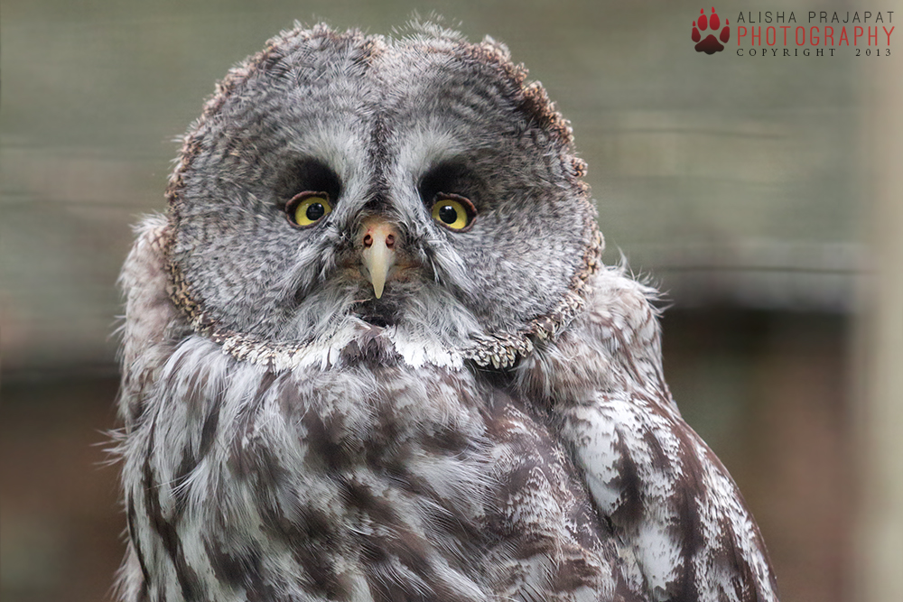 Portrait of a Great Grey Owl.