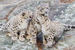Family portrait. by Ravenith