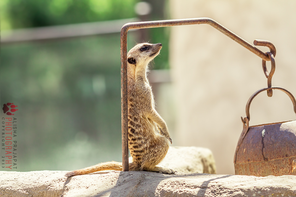 Meerkat.