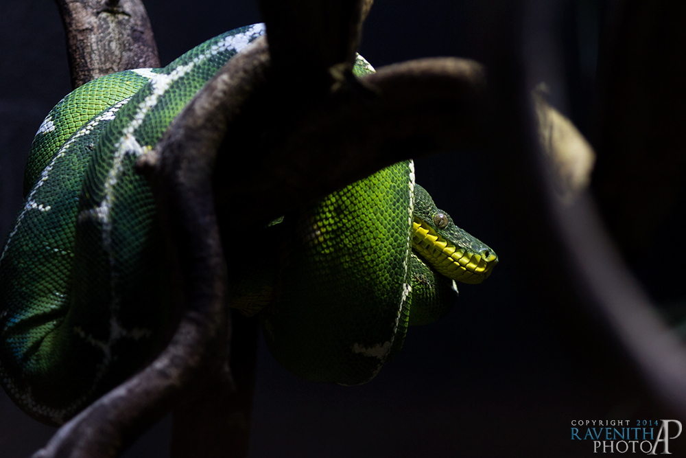 Emerald tree boa.