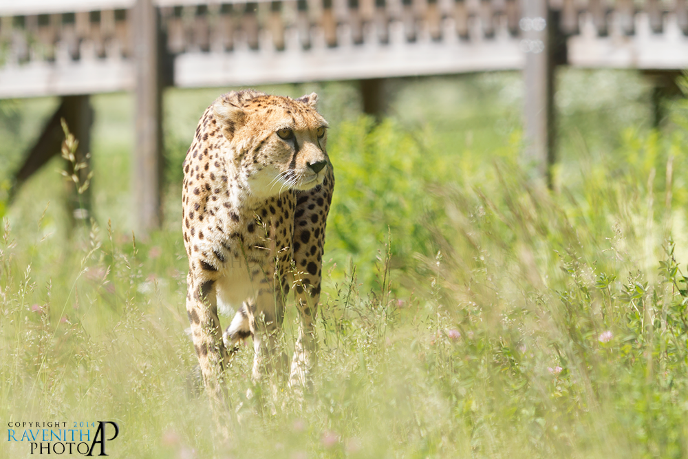 Cheetah in high grass.