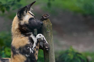 African wild dog. by Ravenith