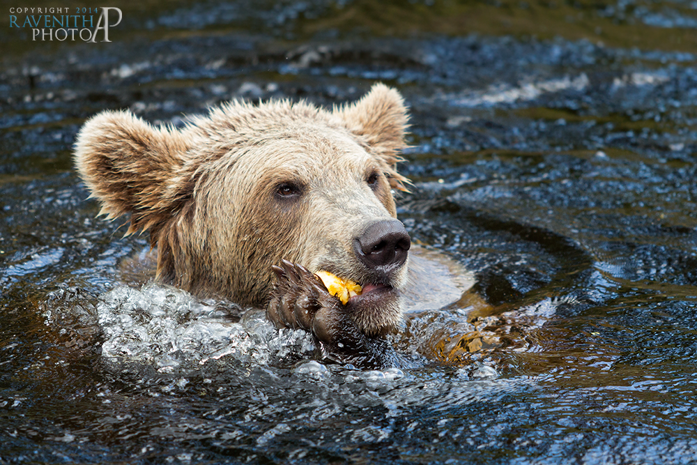 Hungry bear II.